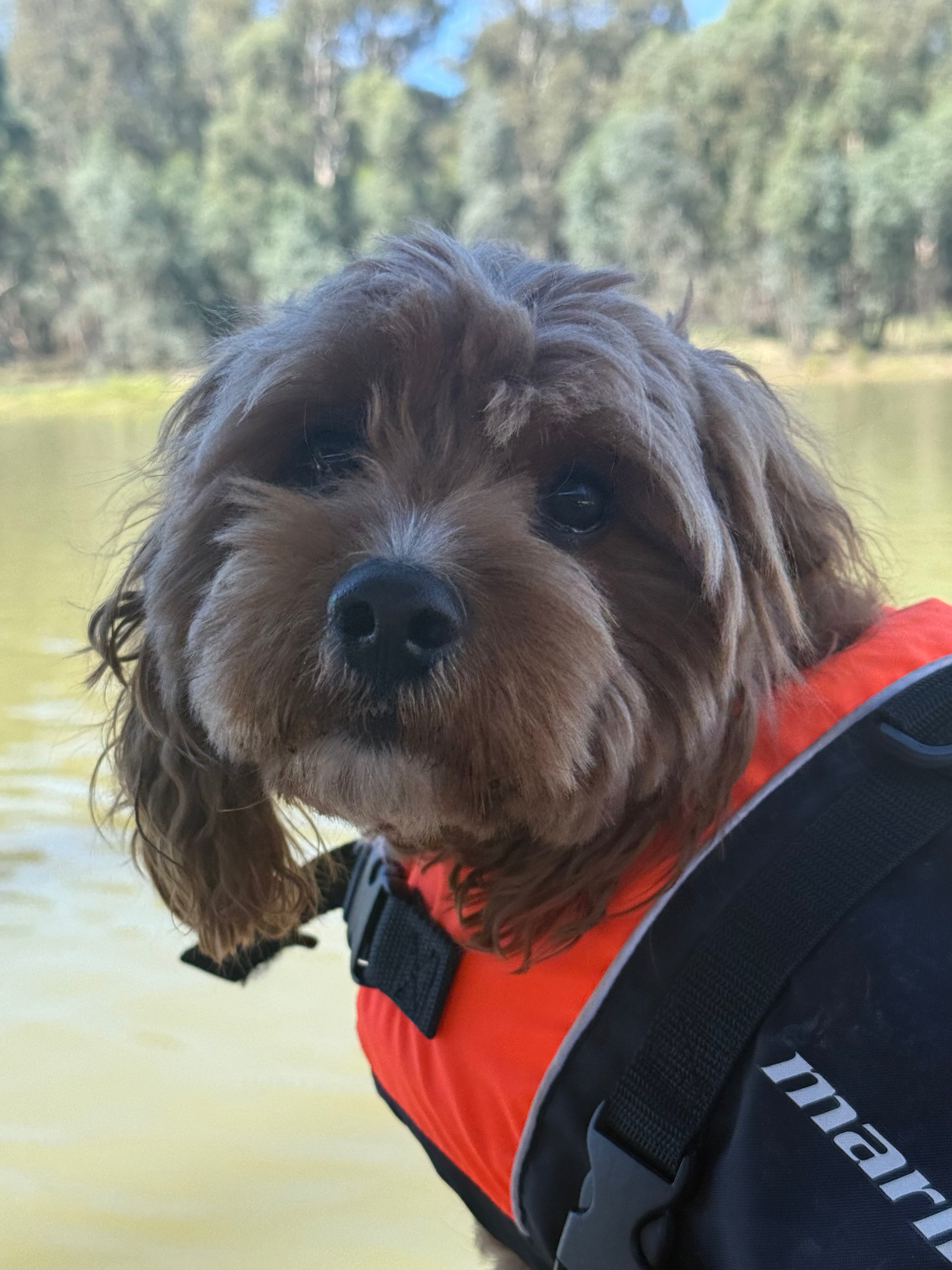 Camppawadventure: Explore with you dog!